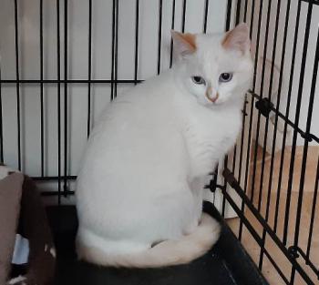 Perla Bild von Perla