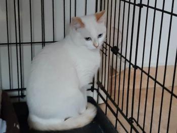 Perla Bild von Perla