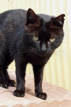 Johnson Bild von Johnson