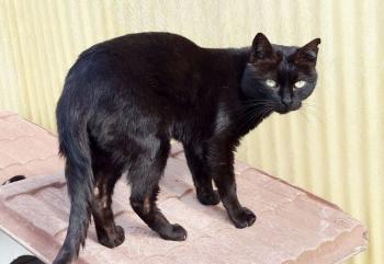 Johnson Bild von Johnson