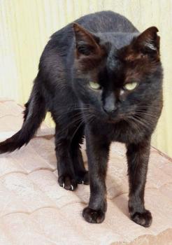 Johnson Bild von Johnson