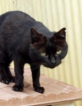 Johnson Bild von Johnson