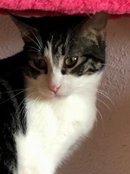 Mushu Bild von Mushu