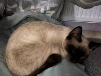 Kida Bild von Kida