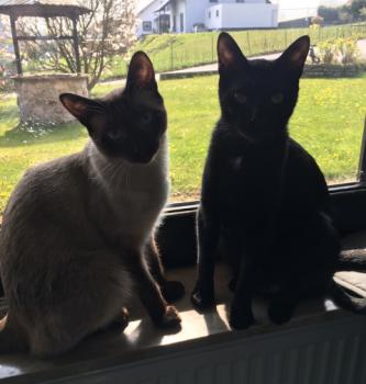 Baccio Bild von Baccio