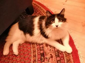 Jeffrey Bild von Jeffrey