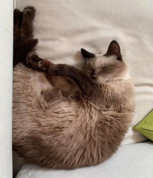 Anuska Bild von Anuska