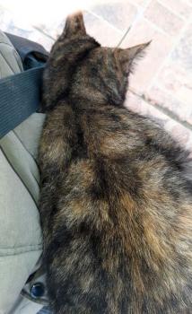 Alaska Bild von Alaska