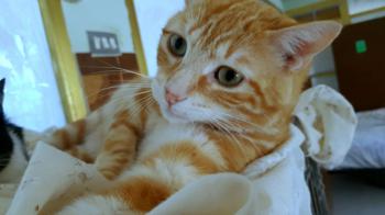 Whisky Bild von Whisky