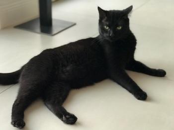 Blackie Bild von Blackie