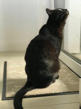 Blackie Bild von Blackie