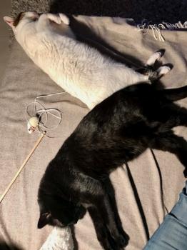 Blackie Bild von Blackie