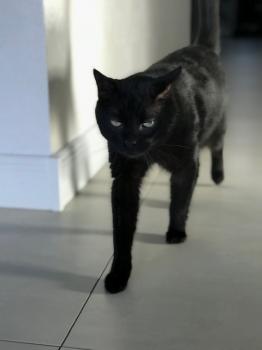 Blackie Bild von Blackie
