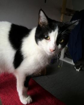 Smoky Bild von Smoky