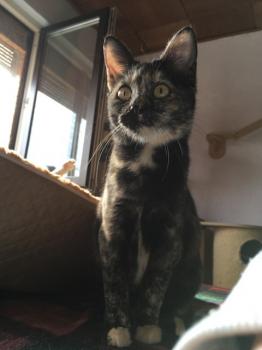Koshka Bild von Koshka