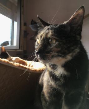Koshka Bild von Koshka