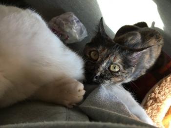 Koshka Bild von Koshka