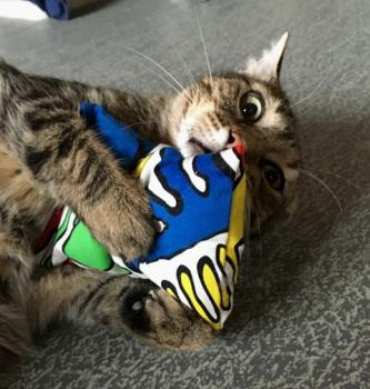 Tistou Bild von Tistou