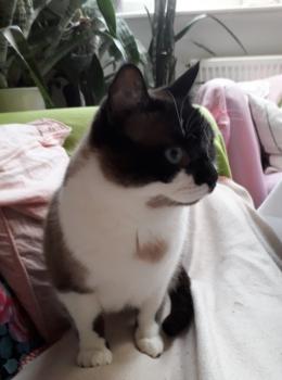 Maurice Bild von Maurice
