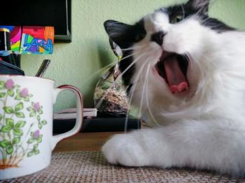 Jeffrey Bild von Jeffrey