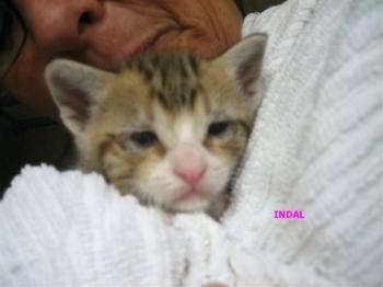 Bild von Indal