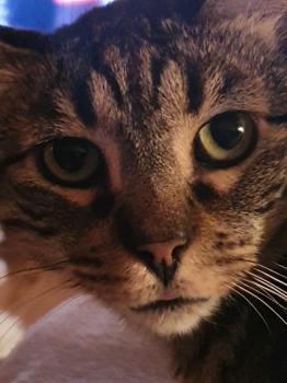 Starbuck Bild von Starbuck