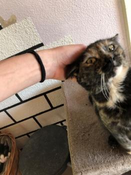 Koshka Bild von Koshka