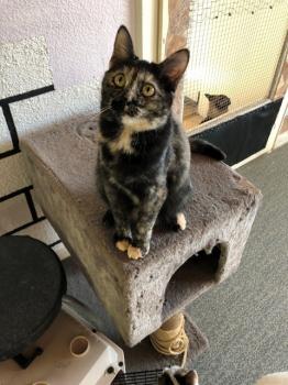 Koshka Bild von Koshka