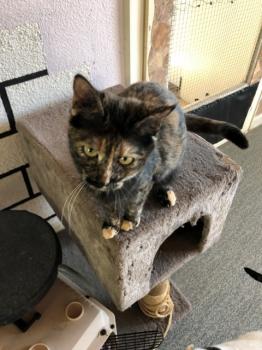 Koshka Bild von Koshka