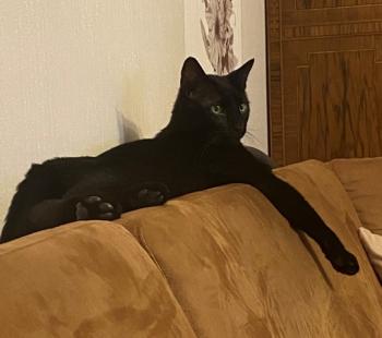 Thyson Bild von Thyson