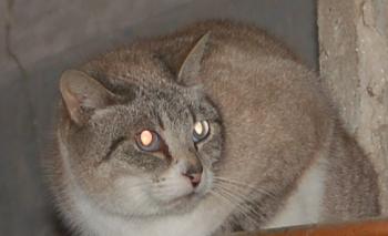 Keops Bild von Keops