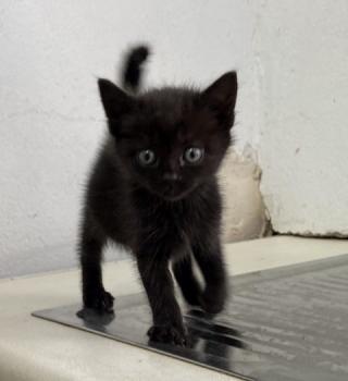 Sofia Bild von Sofia