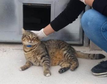 Mowgli Bild von Mowgli