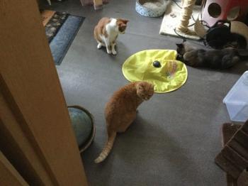 Biberoni Bild von Biberoni