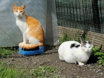 Harpo Bild von Harpo