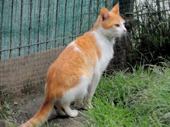 Harpo Bild von Harpo