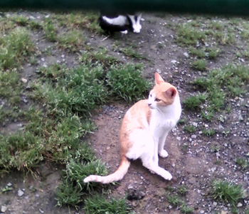 Harpo Bild von Harpo
