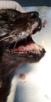 Chua Bild von Chua