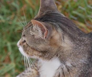 Bild von Babechi