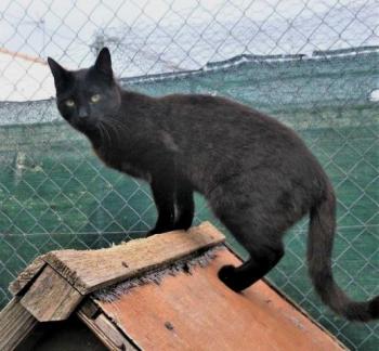 Shasa Bild von Shasa