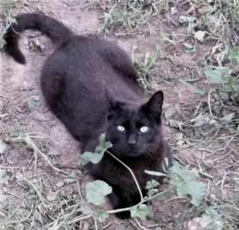 Shasa Bild von Shasa