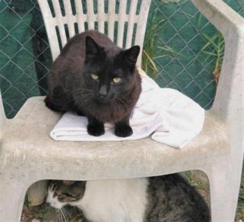 Shasa Bild von Shasa