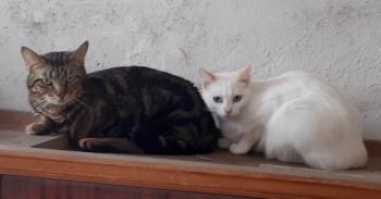 Perla Bild von Perla