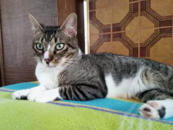 Merlin Bild von Merlin