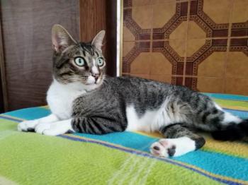 Merlin Bild von Merlin