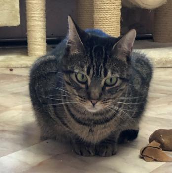 Chip Bild von Chip