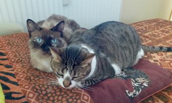 Bild von Mijou