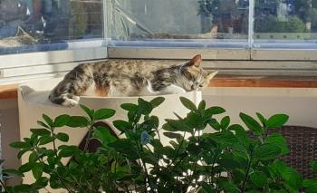 Bild von Mijou
