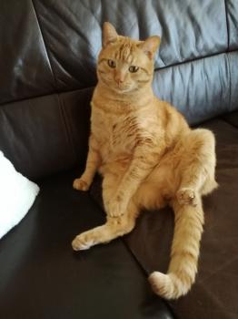 Garfield Bild von Garfield