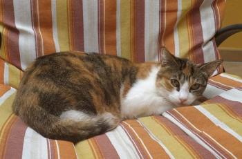 Mufi Bild von Mufi